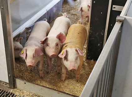 Vier Schweine in einem Stall