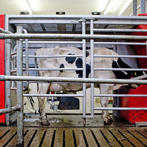 Eine Kuh wird von einem Melkroboter gemolken