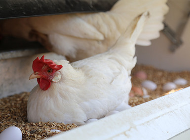 Legehennen in ihrem Stall