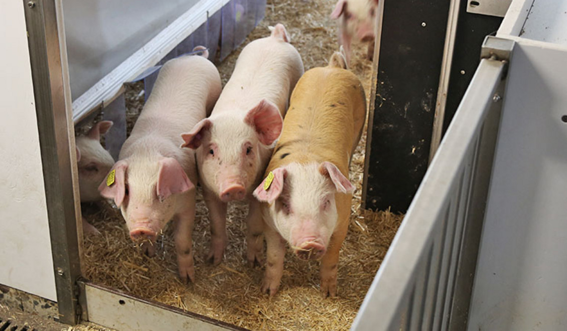 Vier Schweine ihn ihrem Stall