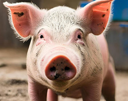 Ein Schwein in einem Schweinestall